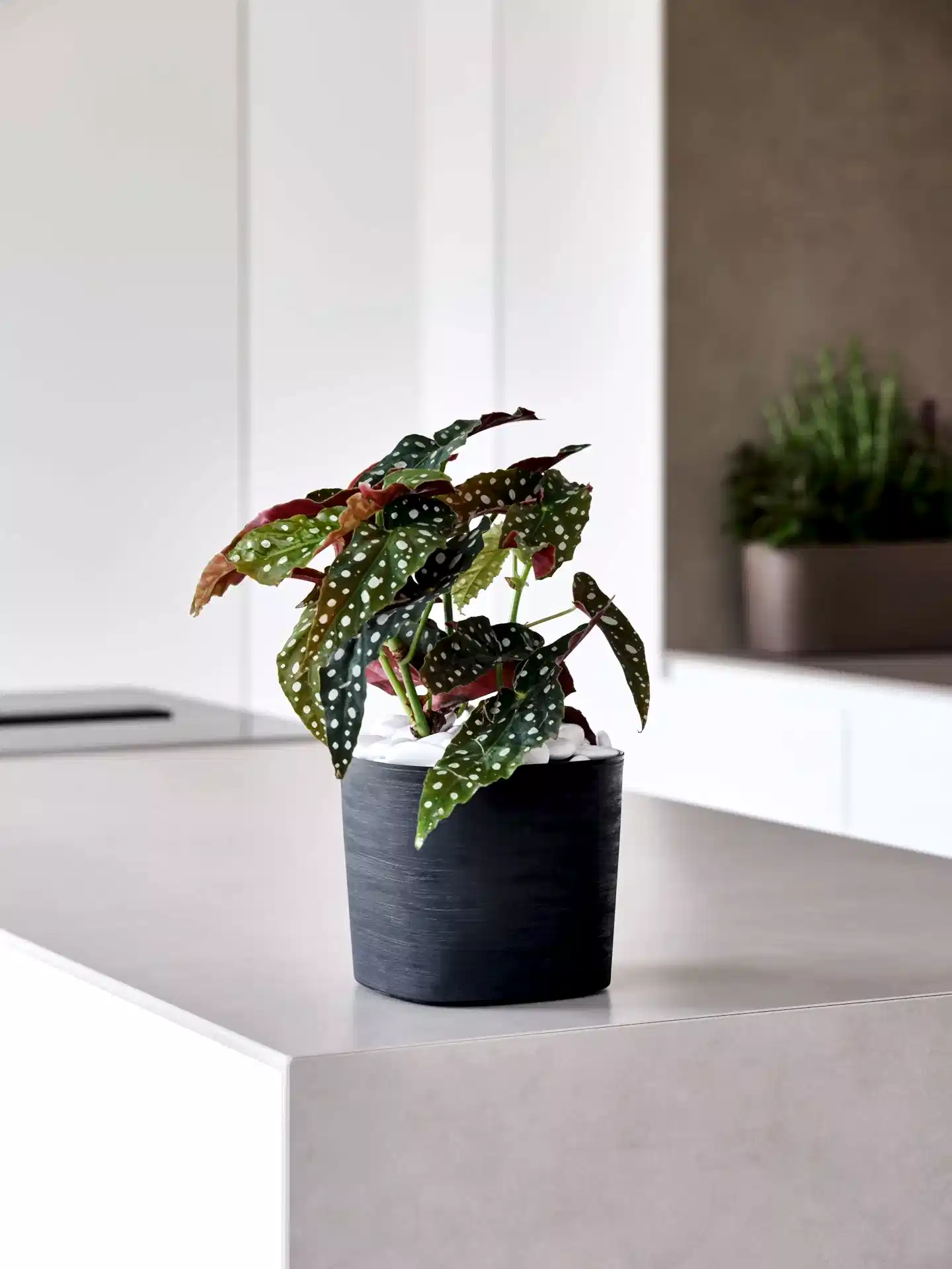 Macetero para Jardin Capri TERA Italia - bCasual -38711038238
